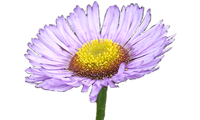 November is Pancreatic Cancer Awareness Month