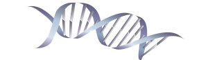 Large-DNA-Brigid