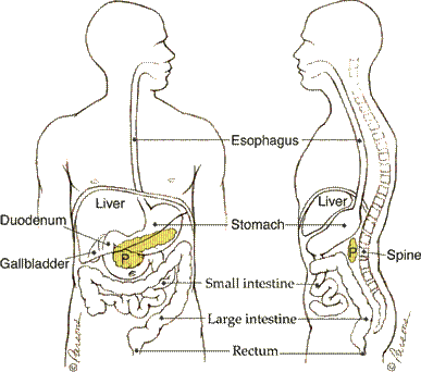 pancreas plexus solaire duodenum pancreatic cancers spleen where treatments ribcage extends called